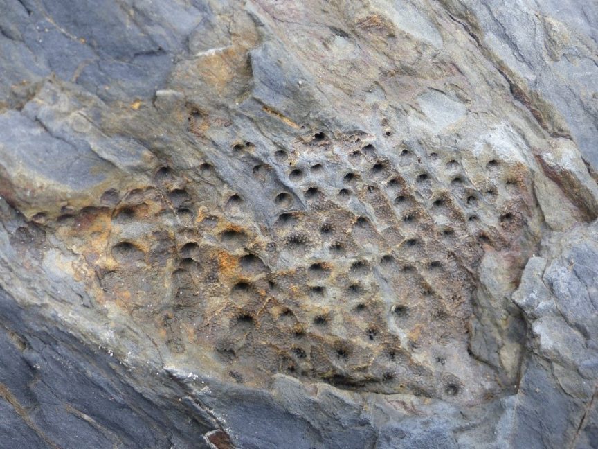 schistes_Postolonnec