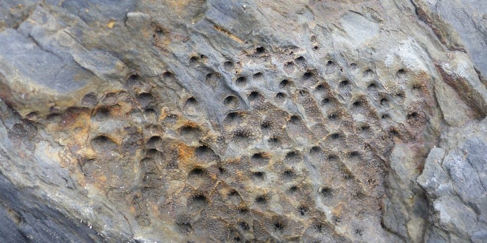 schistes_Postolonnec