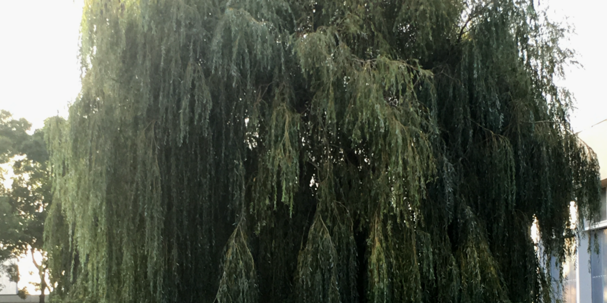 Saule arbre modifié2