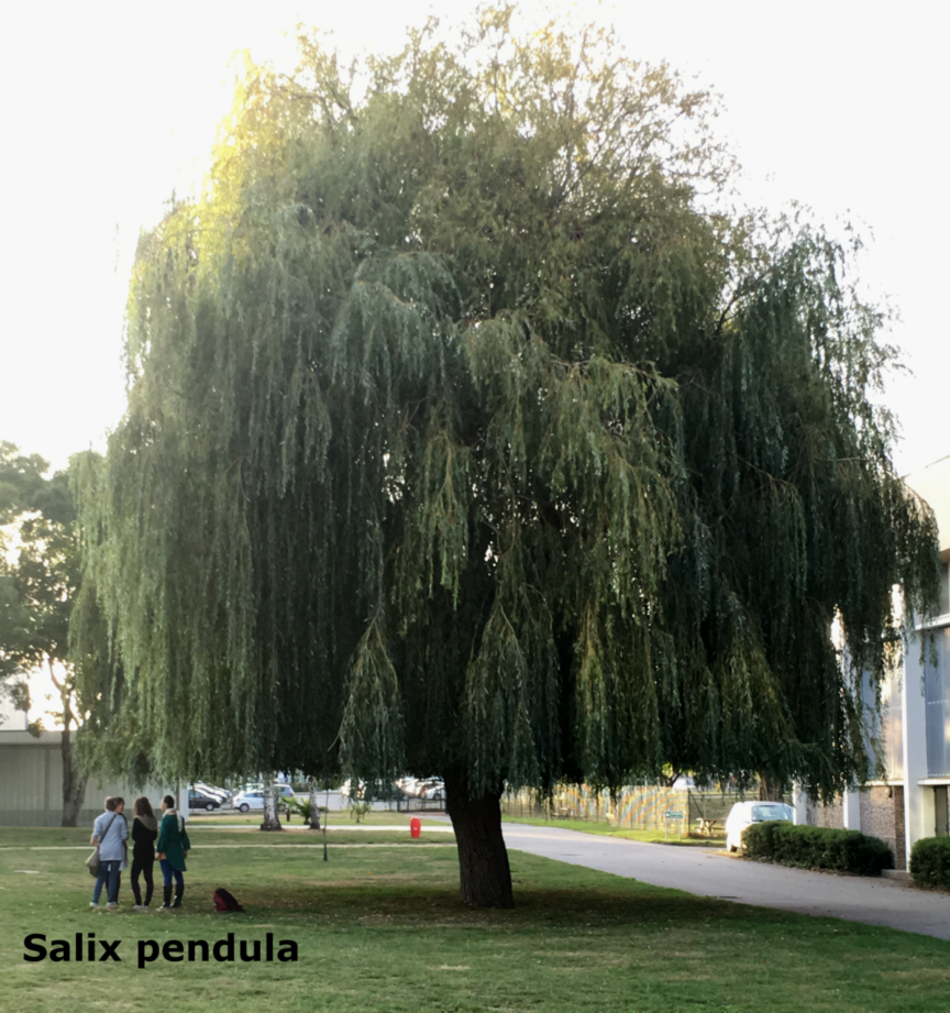 Saule arbre modifié2