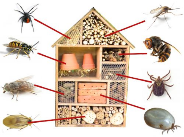 Hôtel à insectes — Wikipédia