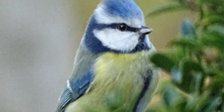 Mésange bleue 1