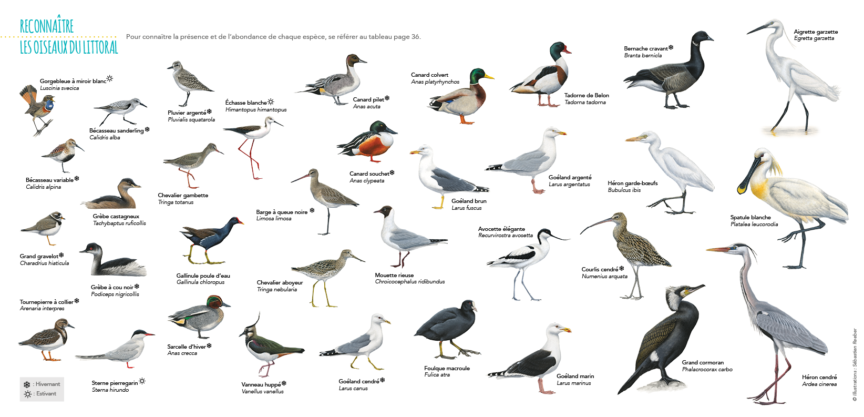 reconnaitre-oiseaux-littoral